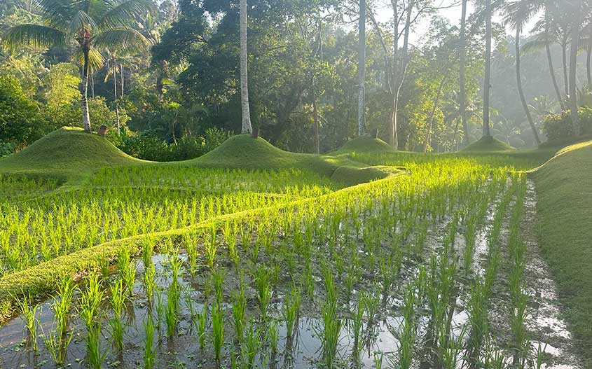 Traveling To Bali with Kids– Part 3: Ubud