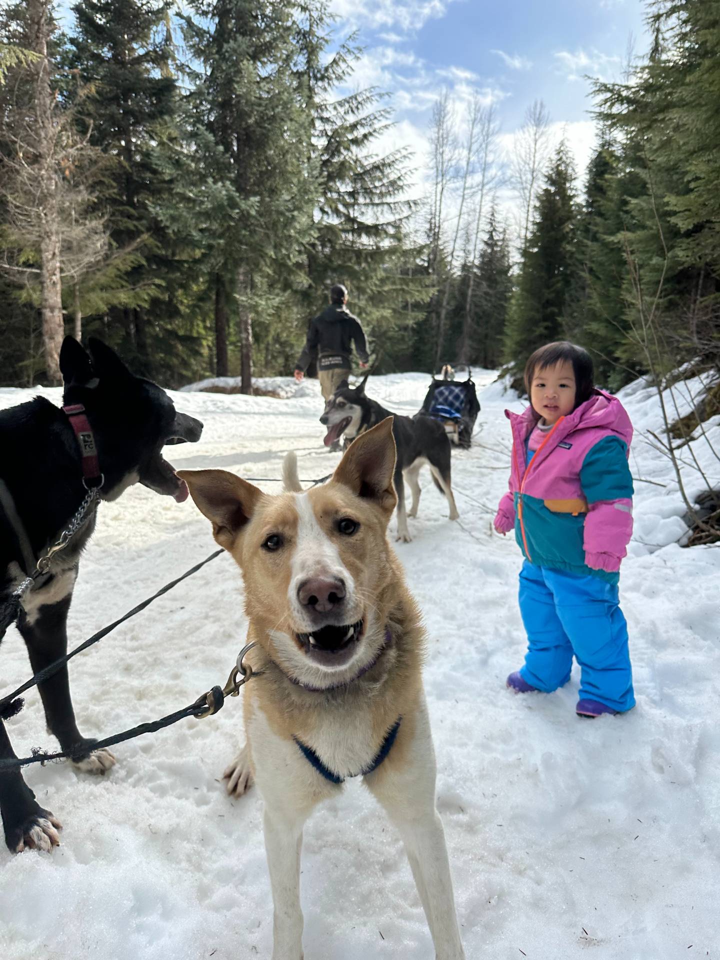 dogsledding