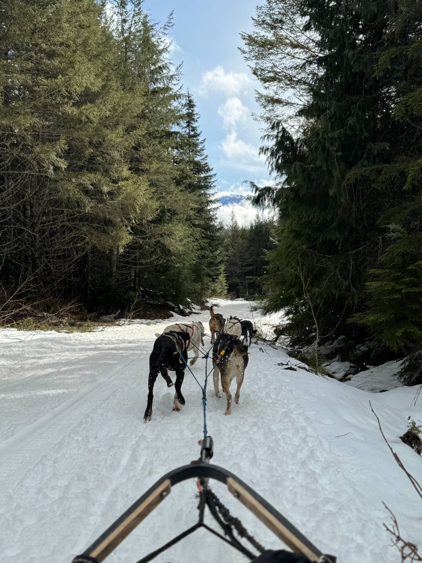 During our ride, we got to stop at the look out point and take photos and hang out with the dogs. The Canadian wilderness is absolutely breathtaking and it was so nice to be out there. After some bonding time with the dogs and letting the dogs have a quick break, we were dogsledding again. The dog musher also gave me the chance to drive the sled with him which I highly recommend trying! Driving added a different element of thrill and fun to the activity-2