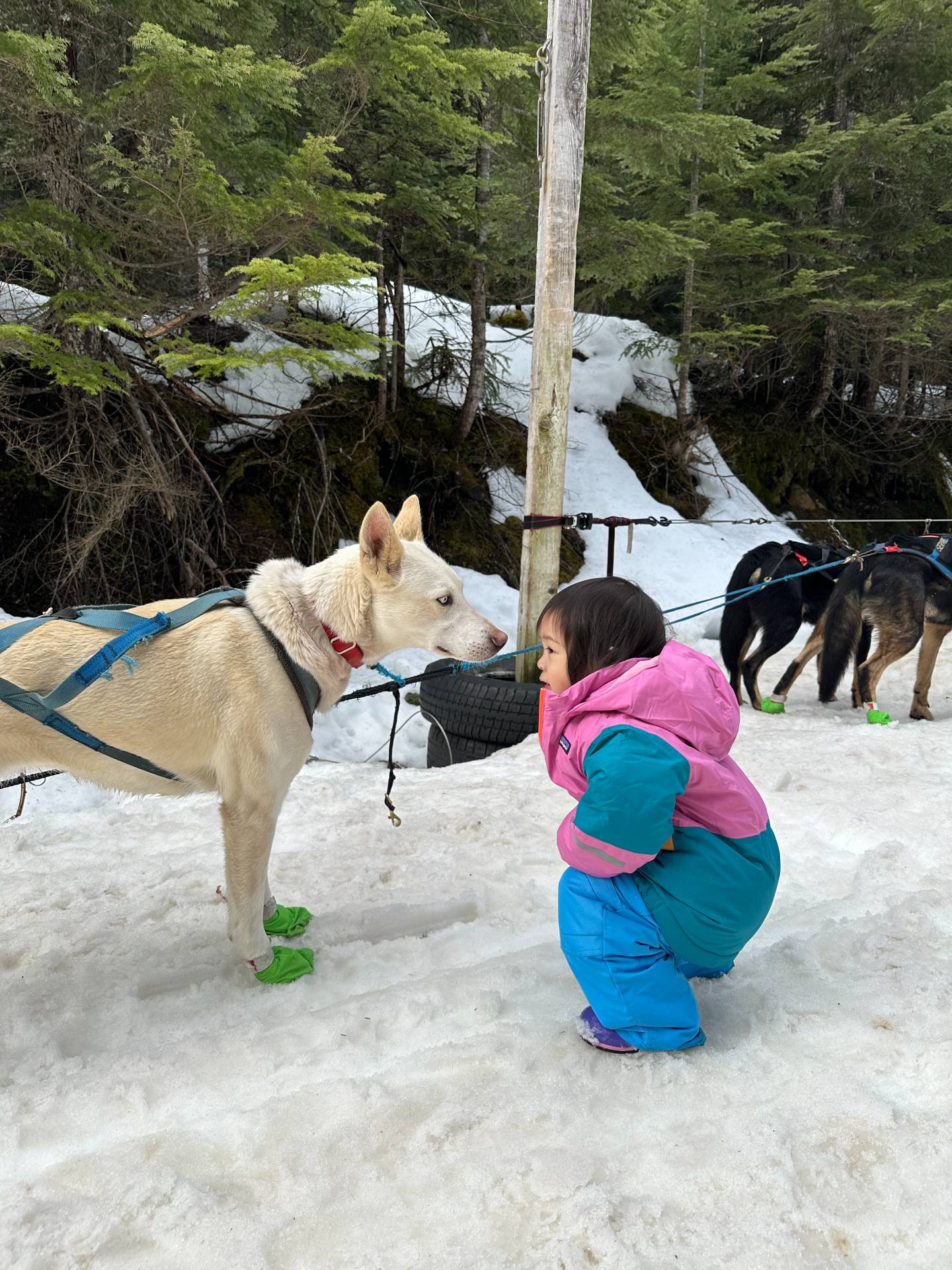 Showing the dogs some love during one of their breaks. The dogs were so friendly and playful to all of us and were especially great with the kids. It was nice to enjoy the Canadian wilderness with these beauties, yes, the kids too-1