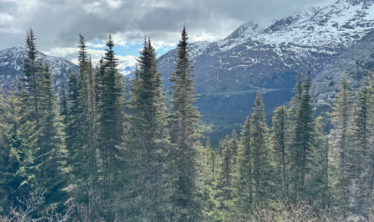 Views of the snow-capped mountain and tall trees from the White Pass Yukon Rail train ride