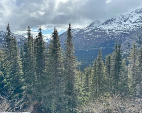 Views of the snow-capped mountain and tall trees from the White Pass Yukon Rail train ride