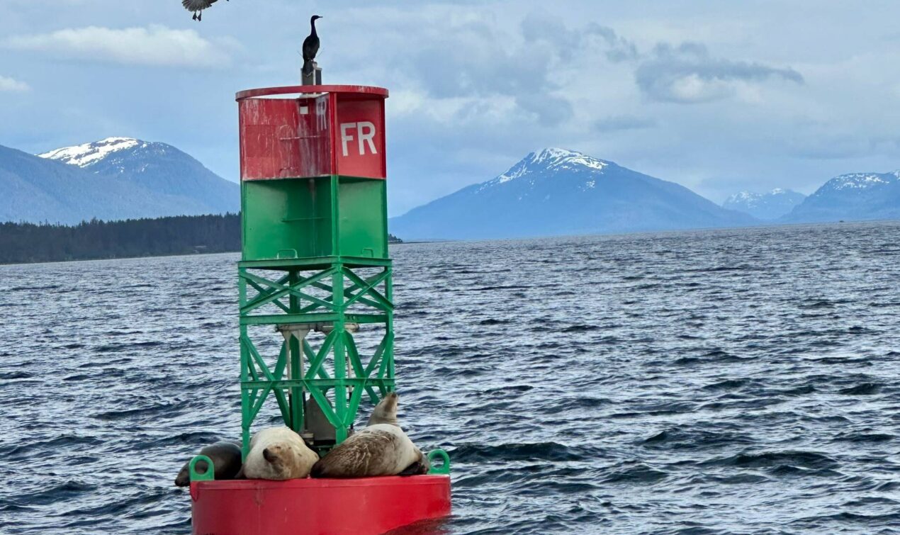 Alaska whale watching tours can also include many other wildlife sightings like sea lions and birds