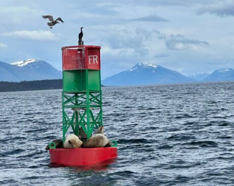 Alaska whale watching tours can also include many other wildlife sightings like sea lions and birds