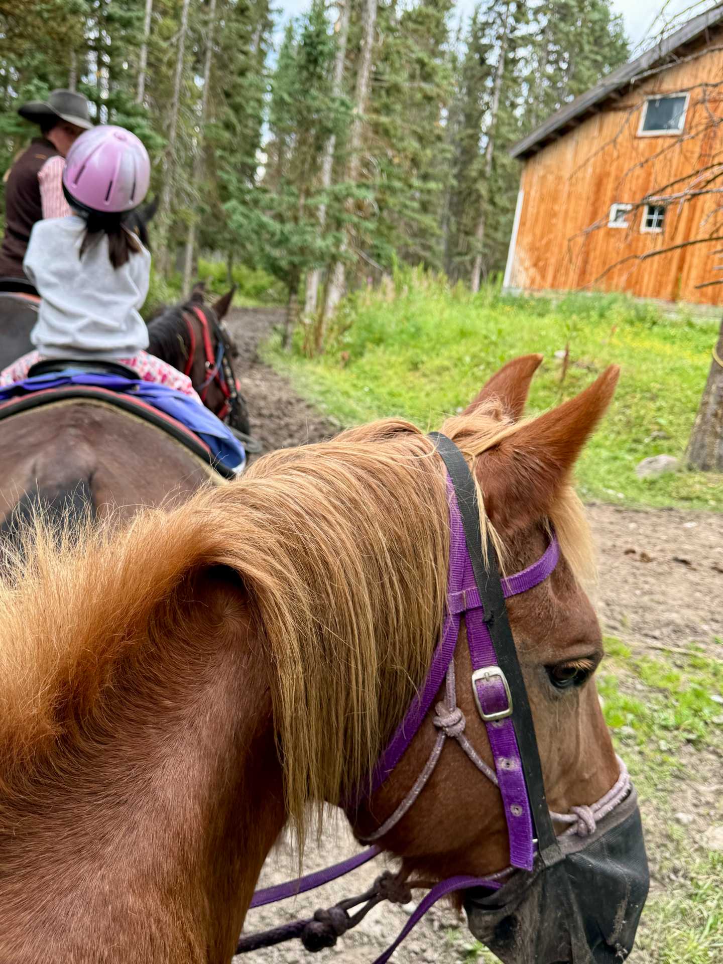 Timberline Tours offers kid-friendly horseback riding, making it easy for even the youngest adventurers to enjoy the beauty of Banff National Park-3