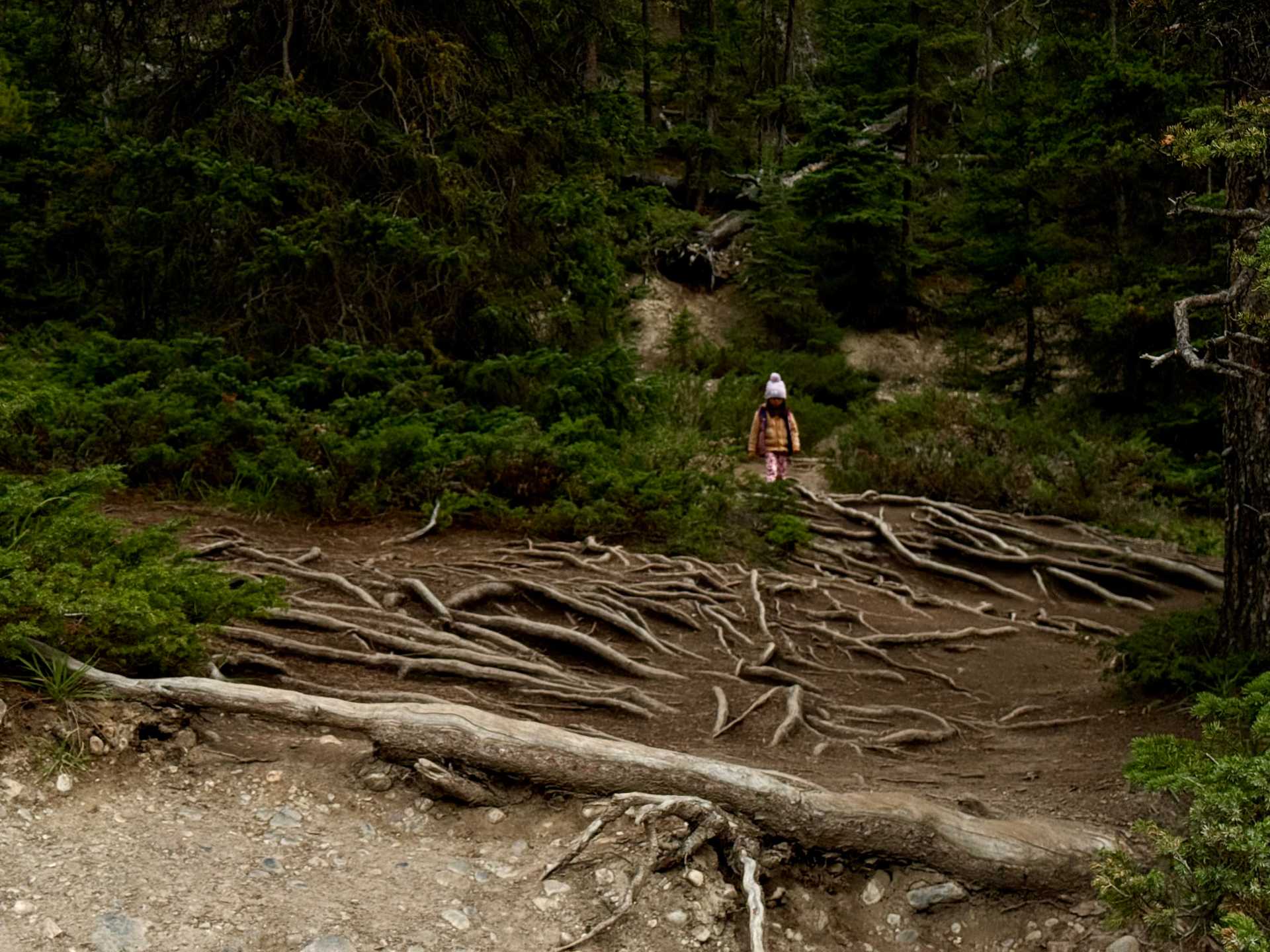 Mistaya Canyon was a highlight of our Banff trip! The short, easy trail makes it perfect for families, and the breathtaking scenery is a huge reward for little effort. The roots of trees make for more stable steps down to get closer to the canyon-1