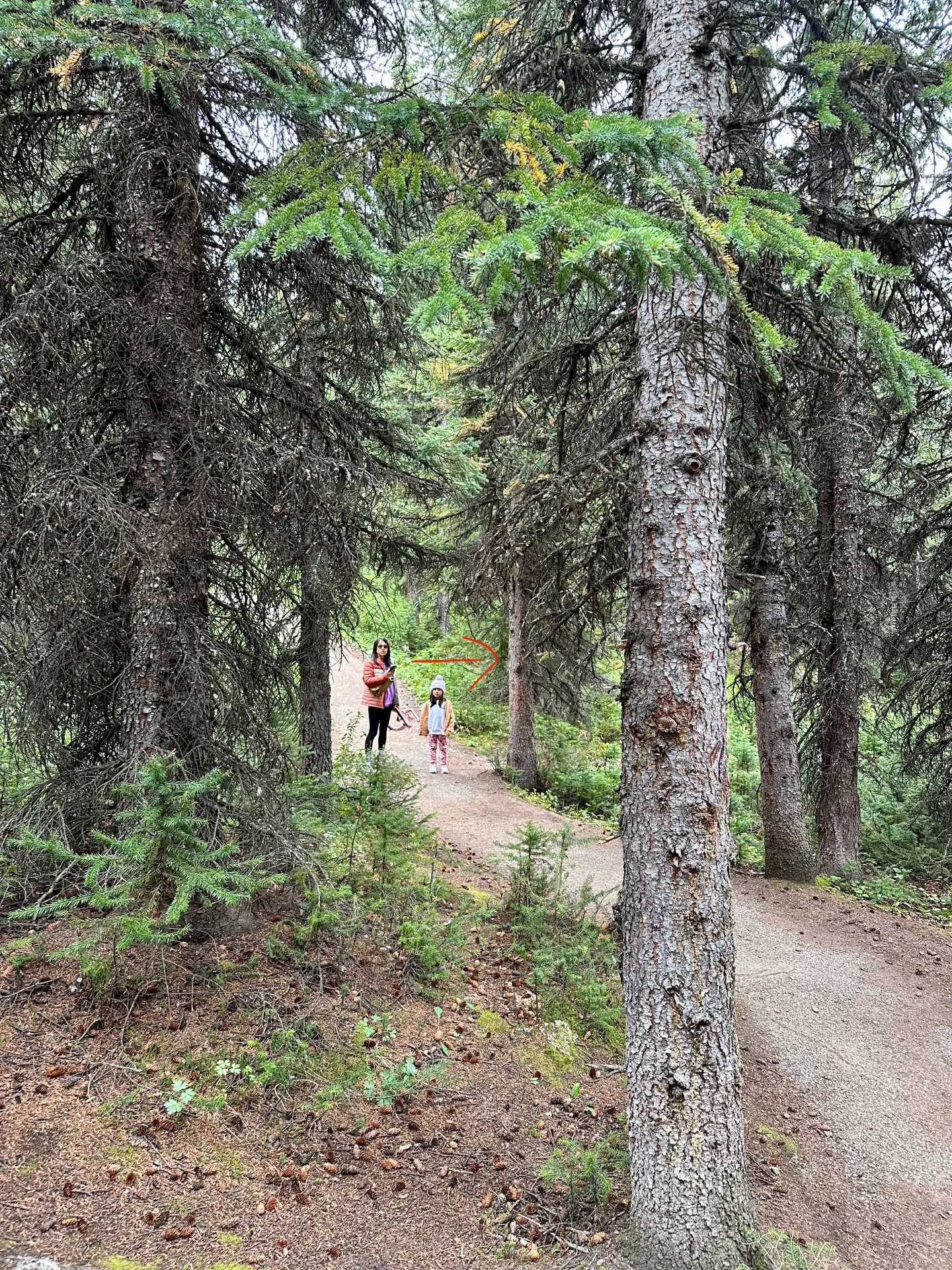 In this photo, after taking the trail on the right side, keep an eye out for this tree to my right to take a narrow dirt trail towards the second viewpoint. If you see another split, take the trail on the right and soon thereafter you will reach a path with lots of tree roots sticking above the ground. You will also see a trail marker which you should follow. Follow this path for another 5 minutes to the second viewpoint at Peyto Lake. You’ll see an unobstructed view and large rocks. Some of the rocks are slanted and it’s pretty dangerous, so please be careful out there.