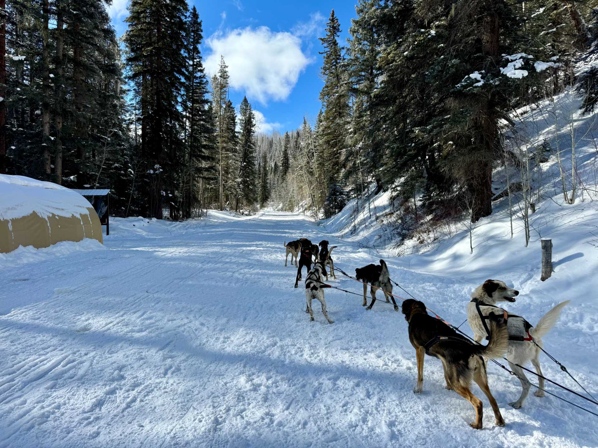 The dog sledding in Telluride was so much fun and the perfect family friendly winter activity. It was so peaceful to be immersed in the wilderness on such a beautiful day.