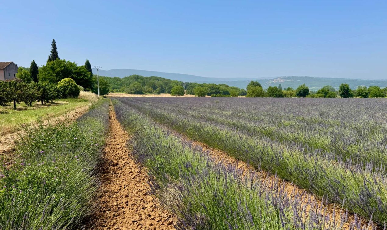 Early June in Provence means a sneak peek at the lavender fields—just before full bloom. Still stunning, still fragrant, and a peaceful stop on our family-friendly day trip from Marseille.