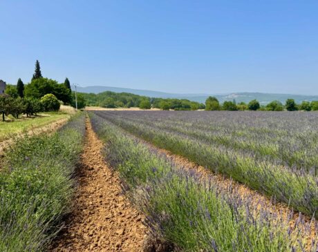 Family Day Trip to Provence from Marseille: Best Kid-Friendly