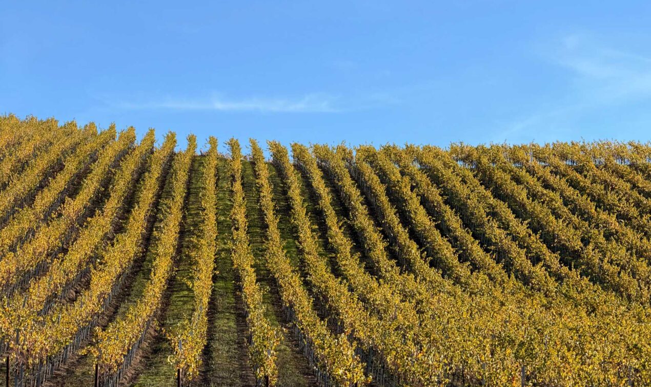 Sonoma County’s vineyards offer the perfect backdrop for family-friendly wine tasting in Northern California. Many Sonoma wineries feature kid-friendly outdoor spaces, picnic areas, and laid-back tasting experiences, making it easy for families to enjoy wine country together. Views like this are exactly why Sonoma is one of the best destinations for families visiting California wine country.