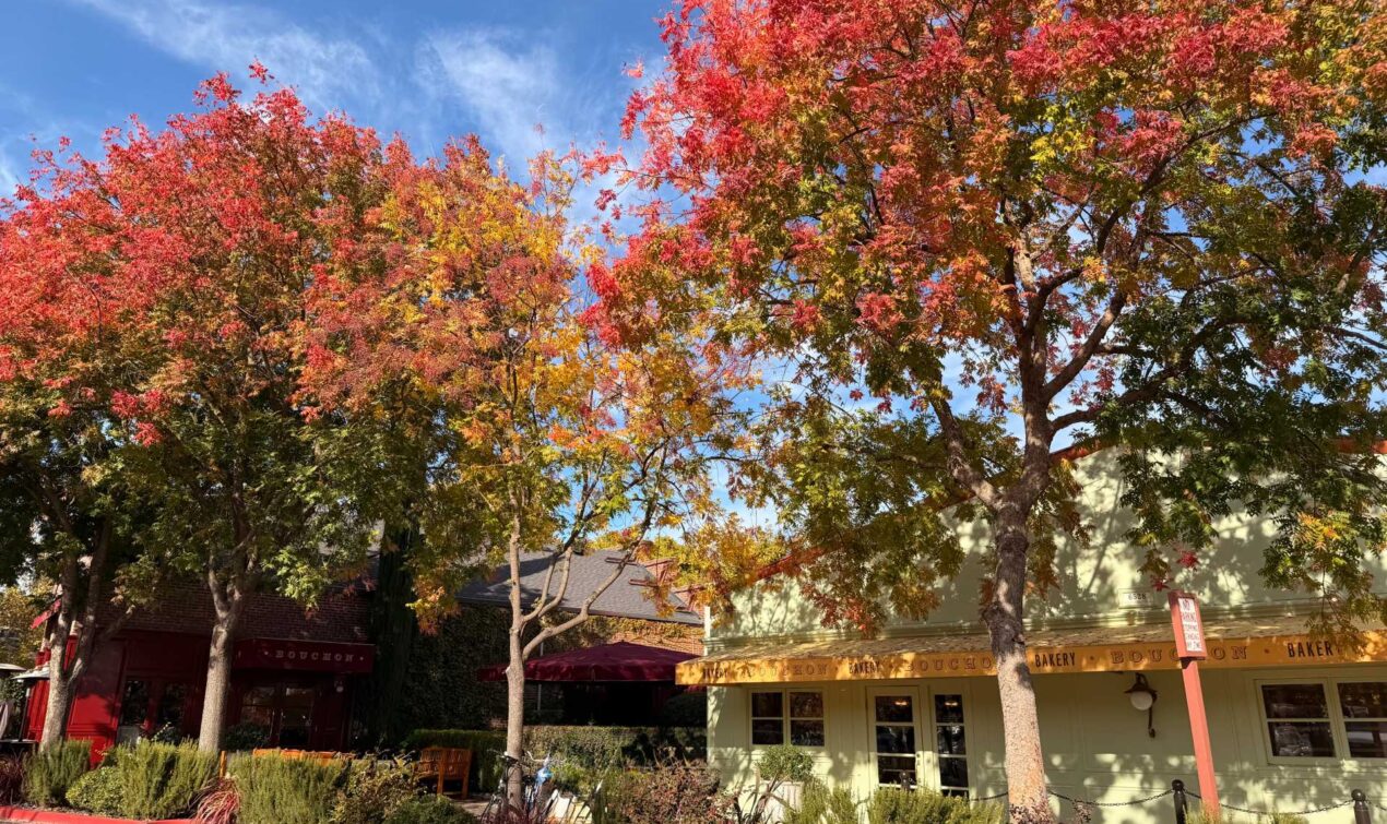 Even outside Bouchon Bakery, Washington St. in Yountville puts on a full fall show — golden leaves, cozy sidewalks, and that dreamy Wine Country charm.