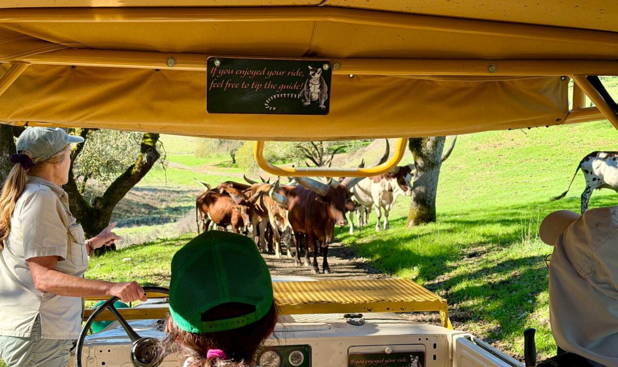 Only at Safari West can you be driving through the Sonoma Serengeti and suddenly find cows blocking the road — one of many animals we got to see up close on our safari adventure. From giraffes to rhinos to these curious cows, Safari West is truly one of the best family-friendly wildlife experiences in Santa Rosa.
