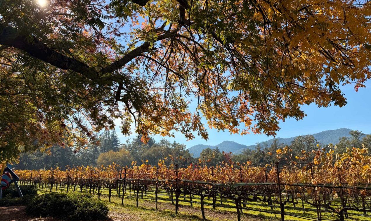 Washington St. in Yountville is one of the best places to stroll with kids — flat, walkable, and lined with shops, cafés, and scenic corners. It’s steps from Bouchon Bakery and the Napa Valley Bike Tours & Rentals Yountville location, making it an easy spot to explore before or after grabbing pastries or heading out on the Napa Valley Vine Trail.