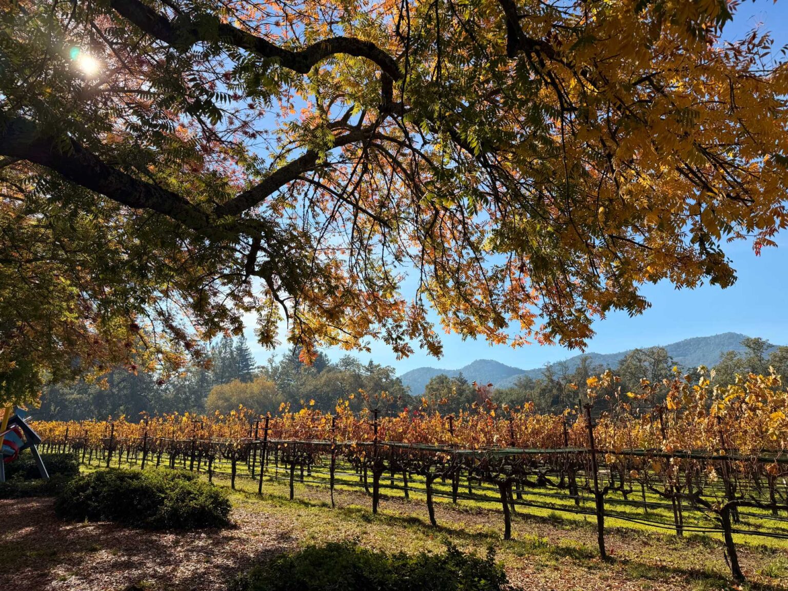 Napa & Sonoma With a Toddler: Tips We Wish We Knew