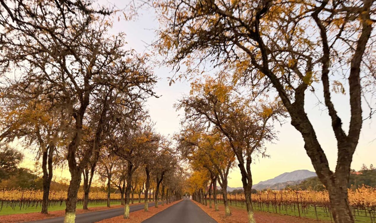 The tree-lined road leaving Sterling Vineyards was stunning in November. One of those simple, beautiful wine-country views that makes visiting Napa Valley in autumn so unforgettable.