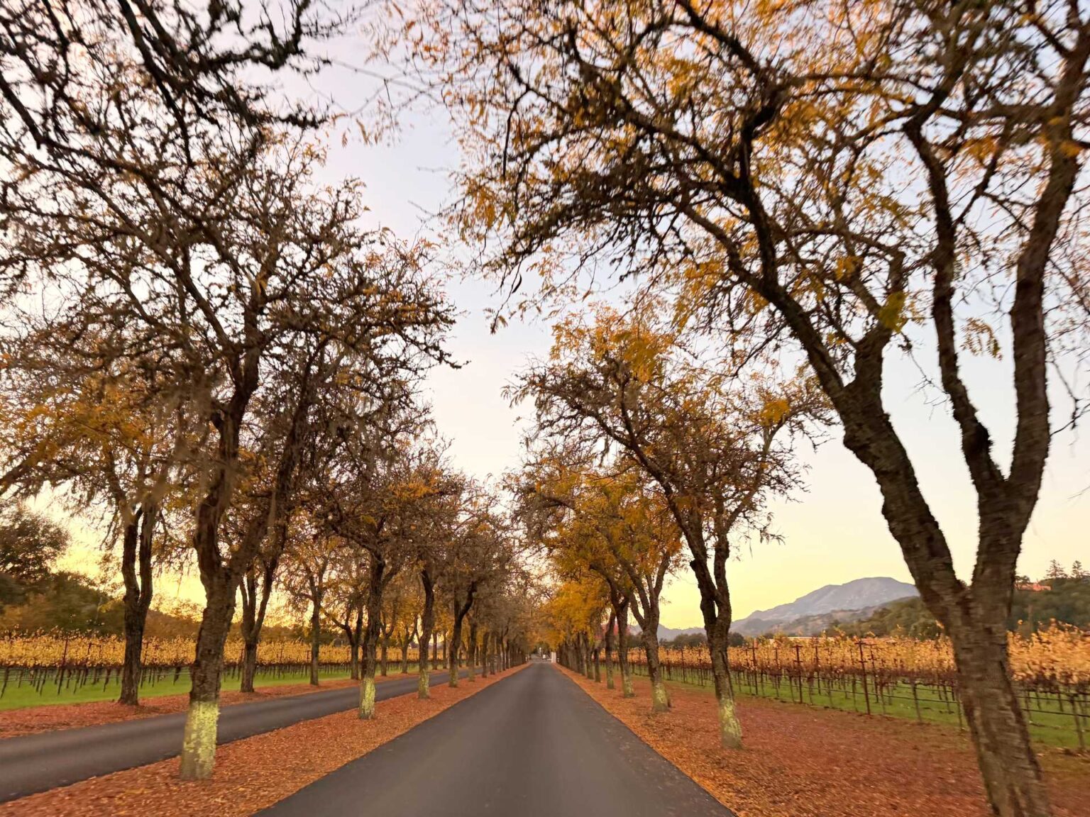 What to Do in Napa With Kids: 4-Day Family Guide