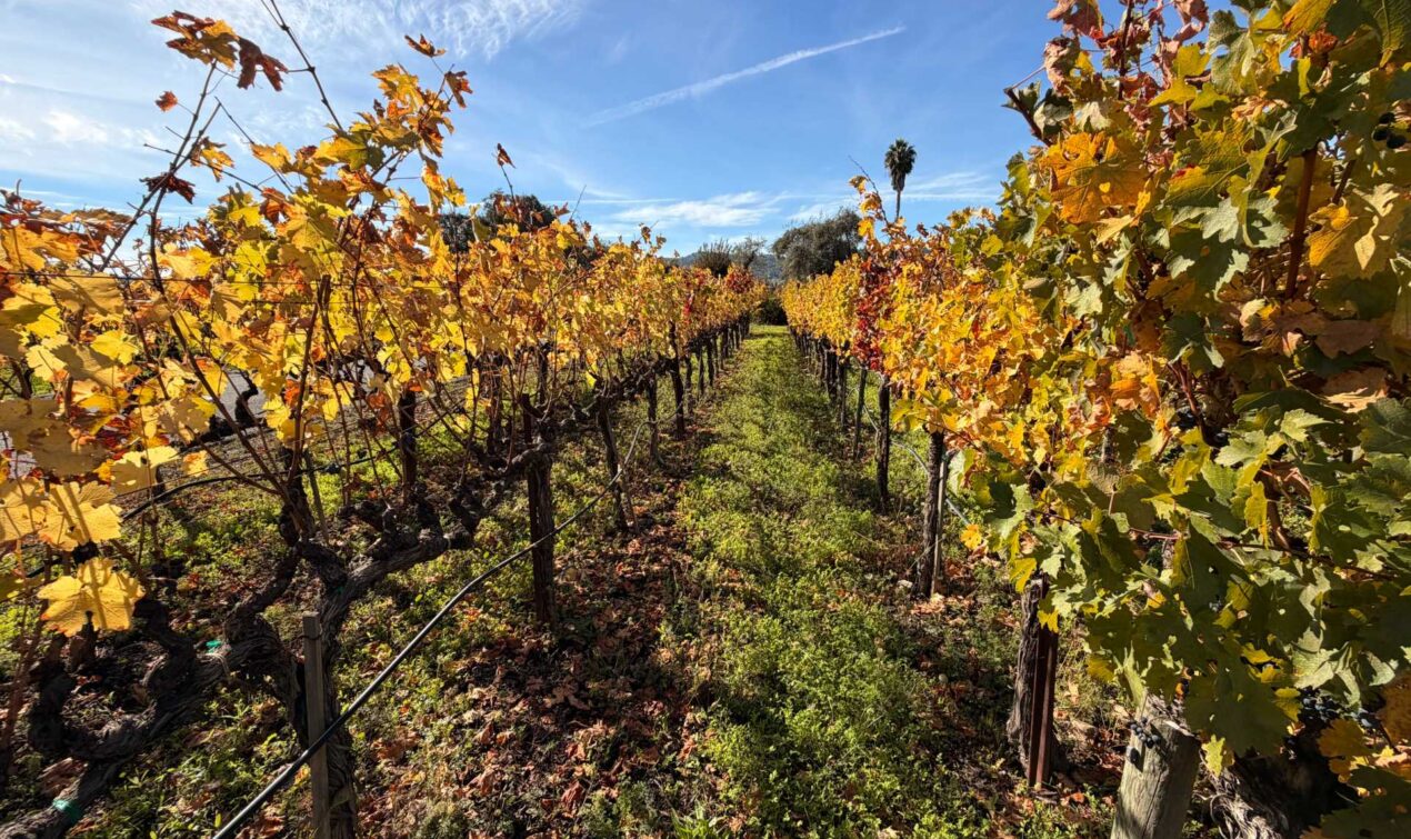 Napa’s fall vineyards have a way of pulling you in — rows of gold stretching for miles, the kind of scenery you could happily get lost in. November truly brings out the most beautiful version of Wine Country.