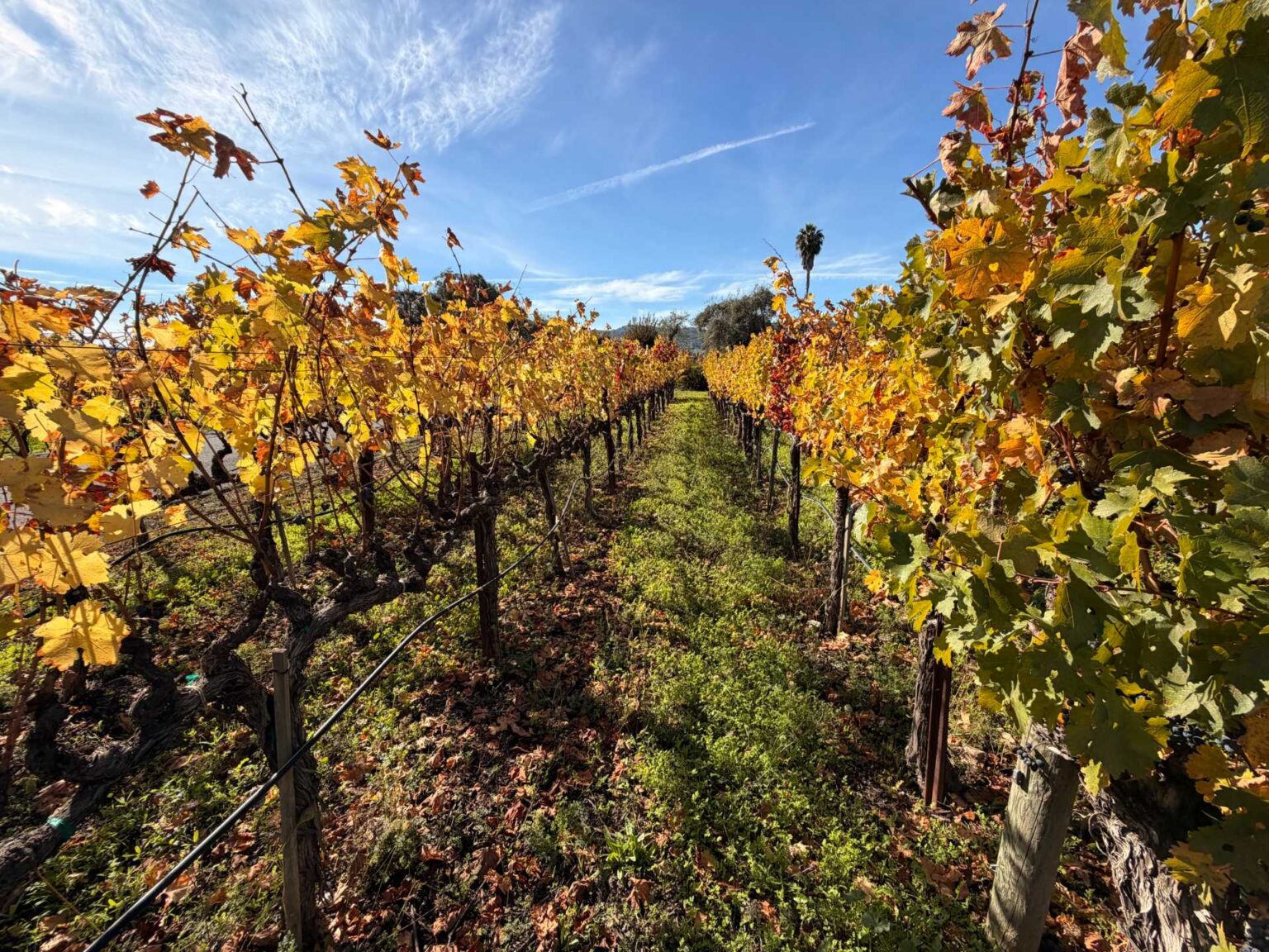 Traveling to Napa & Sonoma in the Fall: Why November Is Pure Magic